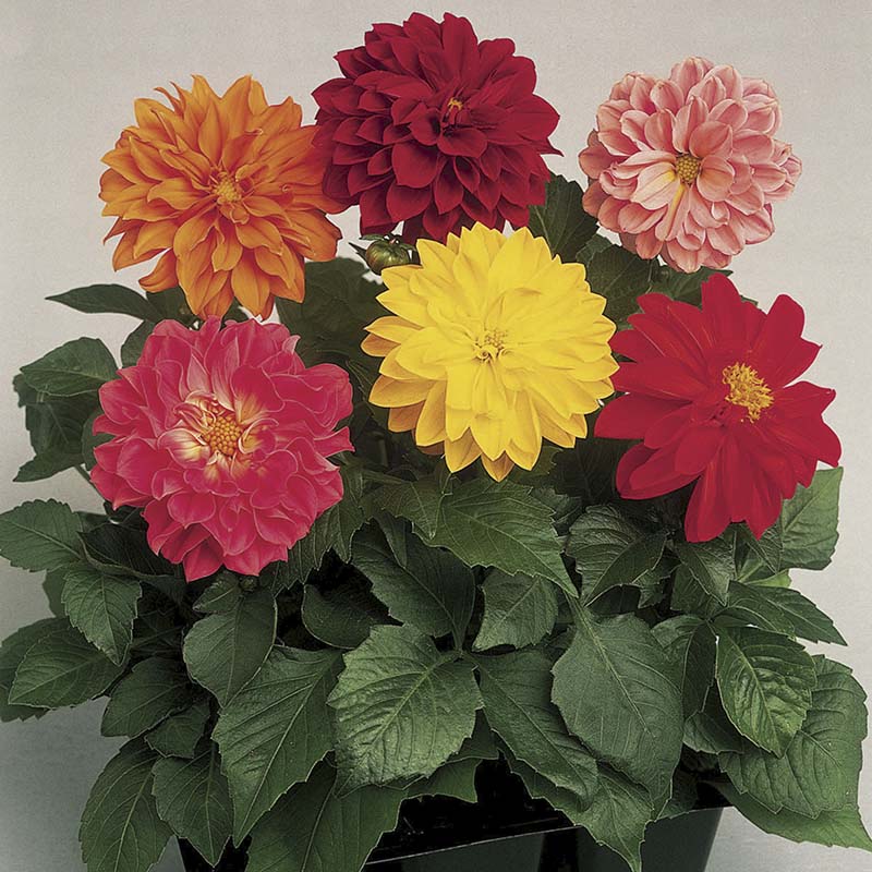 Dahlia Fresco Mix