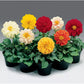 Dahlia Fresco Mix