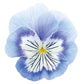 Viola Cats Plus Marina F1 Seed