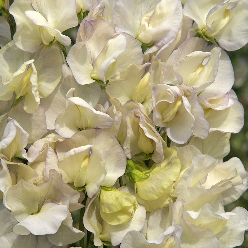 Sweet Pea Spencer Old Times Seed