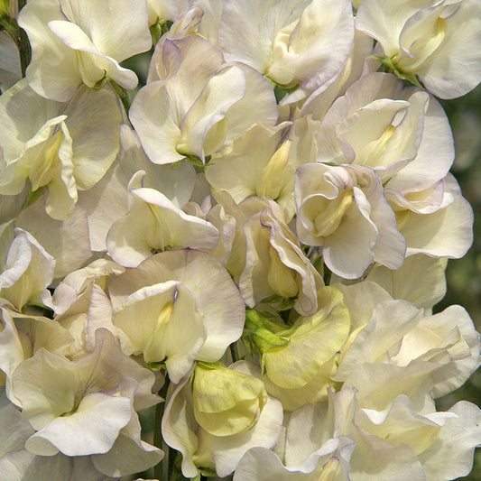 Sweet Pea Spencer Old Times Seed