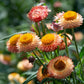 Strawflower King Size Salmon Seed