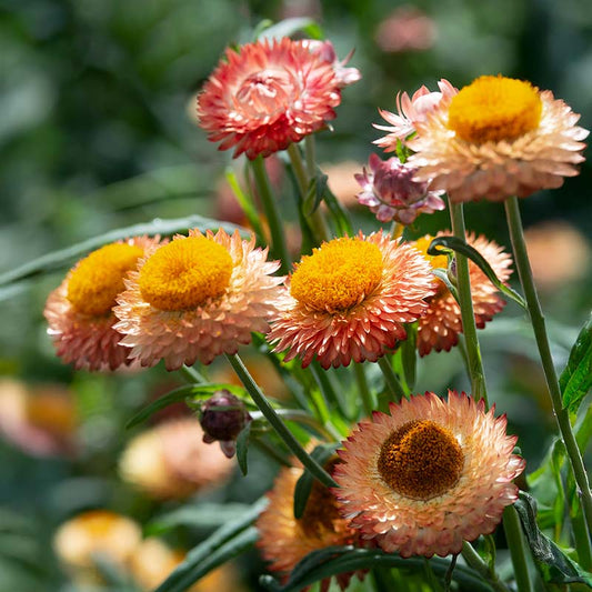 Strawflower King Size Salmon Seed