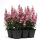 Angelonia Serenita Pink F1 Seed