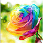 Rainbow Rose Seedlings Flower Seeds Perennial Growing Bonsai Corms Tubers Potted Planting Reblooming Fragrant Garden Roots Rhizomes Species Blooms Plant Bulbs Gardening Tree