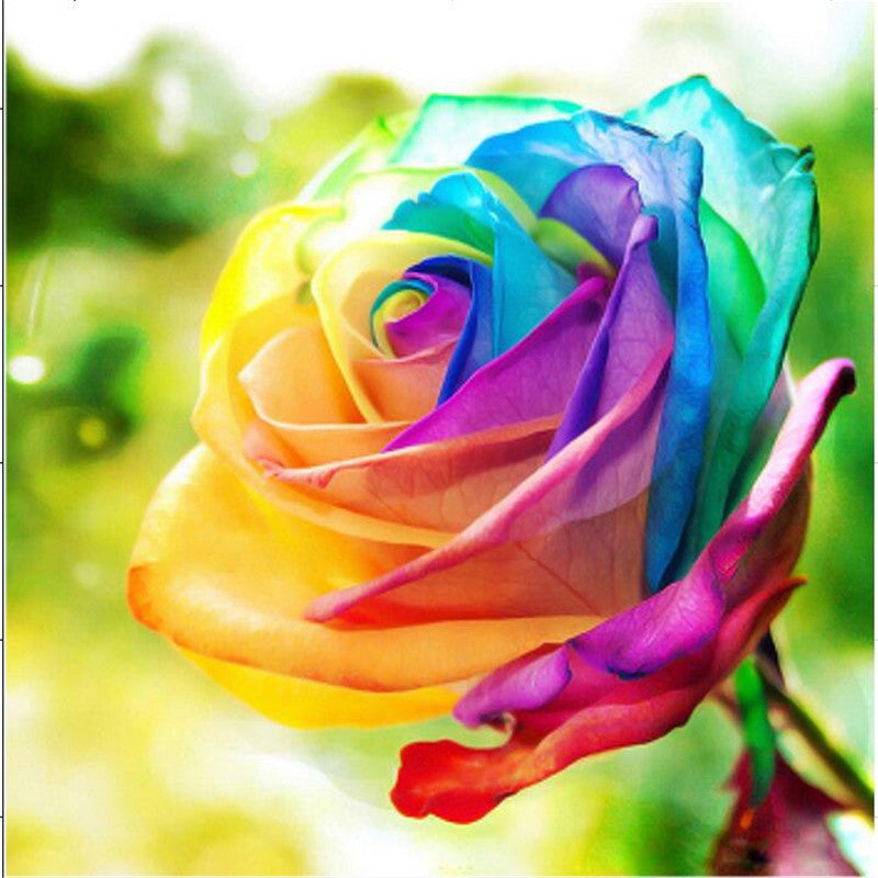 Rainbow Rose Seedlings Flower Seeds Perennial Growing Bonsai Corms Tubers Potted Planting Reblooming Fragrant Garden Roots Rhizomes Species Blooms Plant Bulbs Gardening Tree
