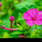 Salmon Sunset Four-OClock Flower Seeds