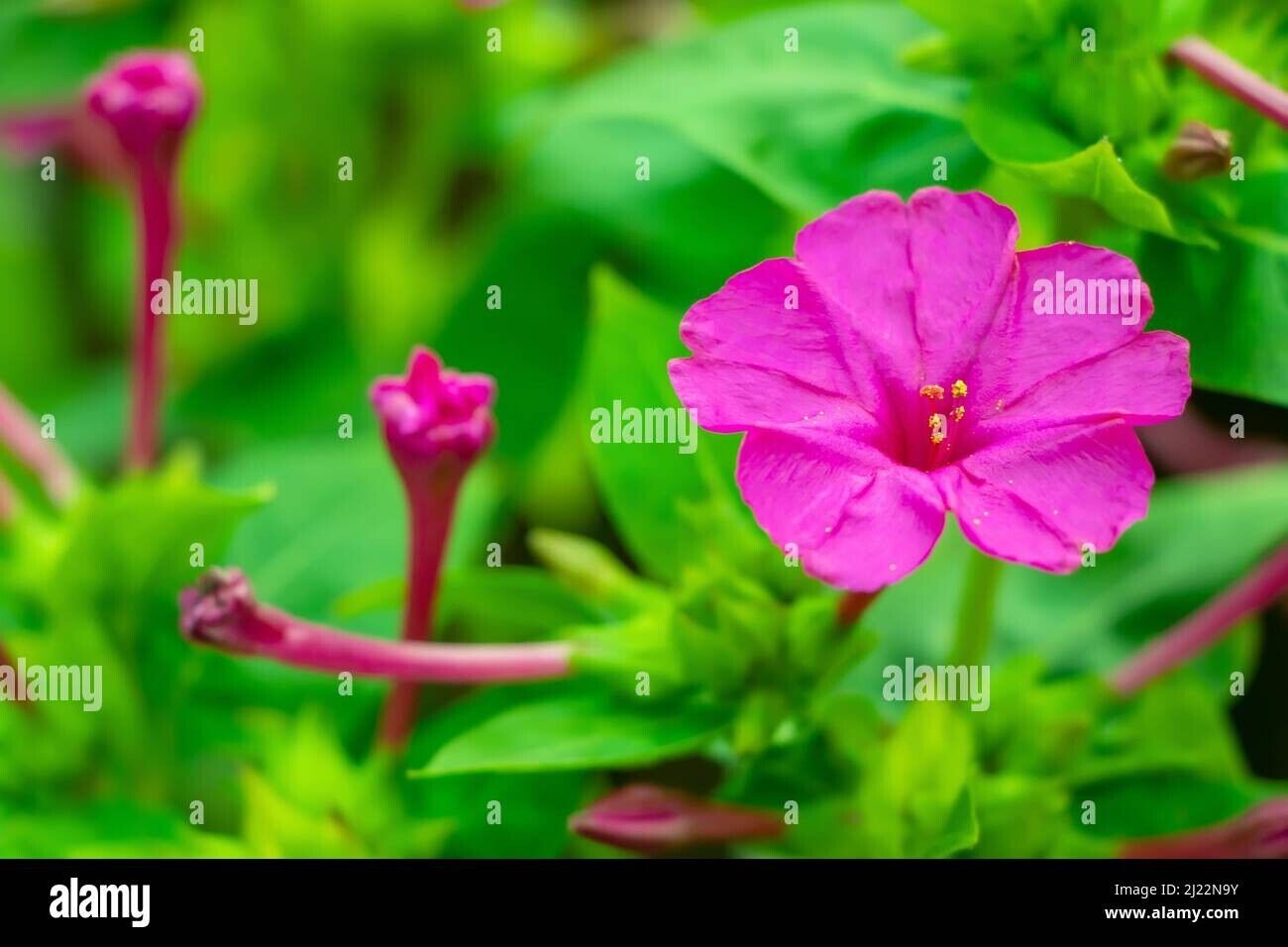 Salmon Sunset Four-OClock Flower Seeds
