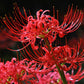Aurea Lycoris Spider Lilies Bulbs Radiata Hurricane Lily Cluster Amayllis Growing Bonsai Roots Rhizomes Corms Tubers Potted Planting Reblooming Fragrant Garden Species Blooms Flower Seeds Plant Gardening