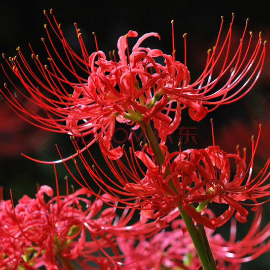 Aurea Lycoris Spider Lilies Bulbs Radiata Hurricane Lily Cluster Amayllis Growing Bonsai Roots Rhizomes Corms Tubers Potted Planting Reblooming Fragrant Garden Species Blooms Flower Seeds Plant Gardening