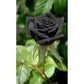 Black Rose Seedlings Flower Seeds Perennial Growing Bonsai Corms Tubers Potted Planting Reblooming Fragrant Garden Roots Rhizomes Species Blooms Plant Bulbs Gardening Tree