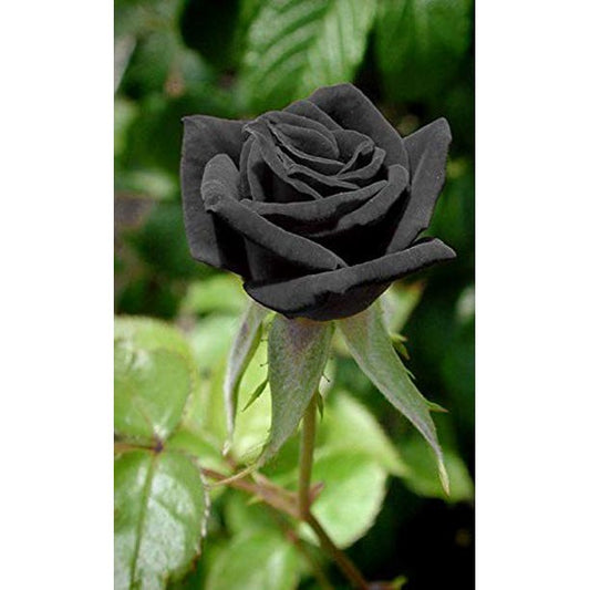 Black Rose Seedlings Flower Seeds Perennial Growing Bonsai Corms Tubers Potted Planting Reblooming Fragrant Garden Roots Rhizomes Species Blooms Plant Bulbs Gardening Tree