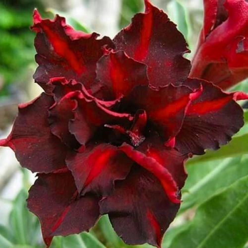 Dark Red Desert Rose Seedlings Flower Seeds Perennial Growing Bonsai Corms Tubers Potted Planting Reblooming Fragrant Garden Roots Rhizomes Species Blooms Plant Bulbs Gardening Tree