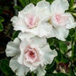 Double White Desert Rose Seedlings Flower Seeds Perennial Growing Bonsai Corms Tubers Potted Planting Reblooming Fragrant Garden Roots Rhizomes Species Blooms Plant Bulbs Gardening Tree