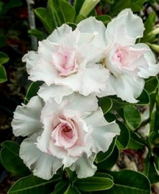 Double White Desert Rose Seedlings Flower Seeds Perennial Growing Bonsai Corms Tubers Potted Planting Reblooming Fragrant Garden Roots Rhizomes Species Blooms Plant Bulbs Gardening Tree