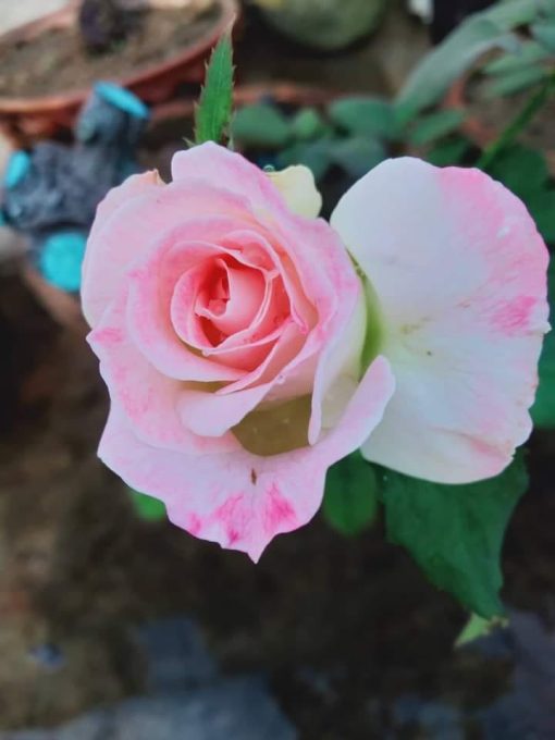 Cheap Hybrid Rose Seedlings Flower Seeds Perennial Growing Bonsai Corms Tubers Potted Planting Reblooming Fragrant Garden Roots Rhizomes Species Blooms Plant Bulbs Gardening Tree