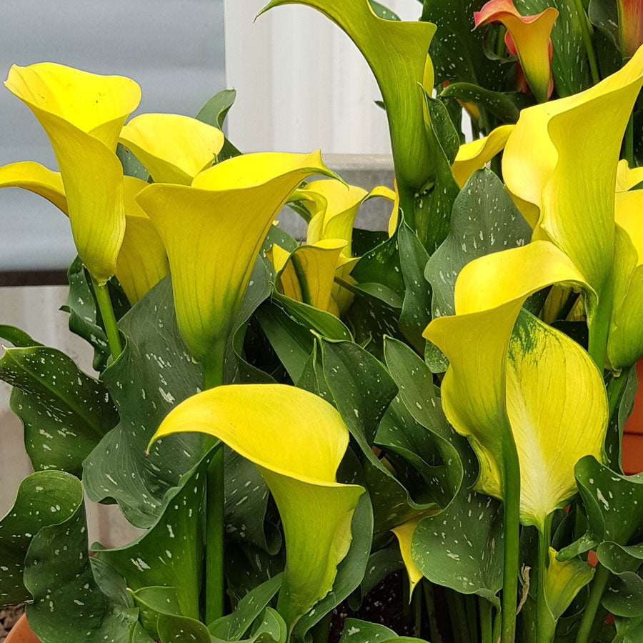 Calla Morelii