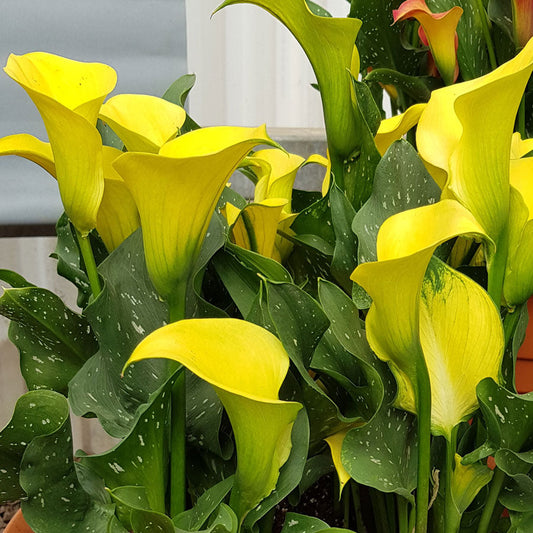 Calla Morelii
