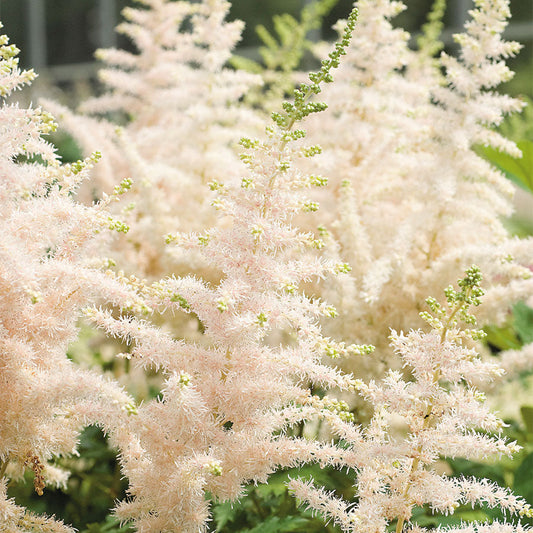 Astilbe Milk and Honey