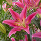 Mount Cook Lily