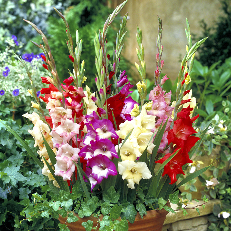 Glamini&reg; Mixed Gladiolus