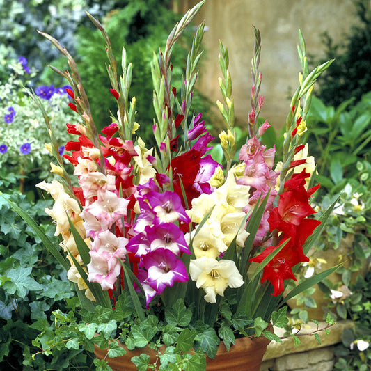Glamini&reg; Mixed Gladiolus