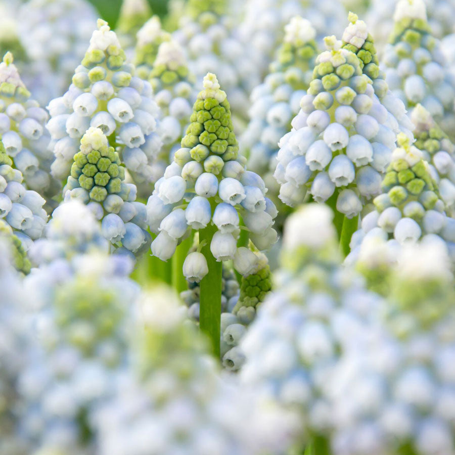 Muscari Ocean Magic