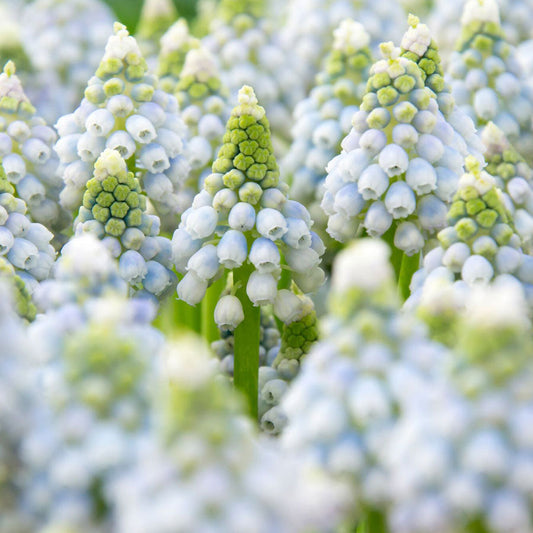 Muscari Ocean Magic