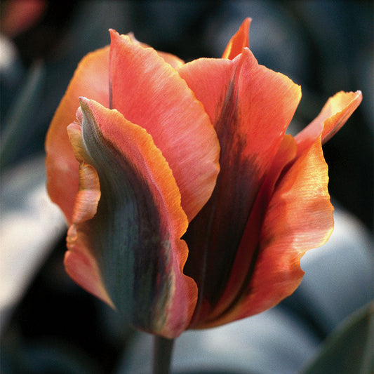 Tulip Artist