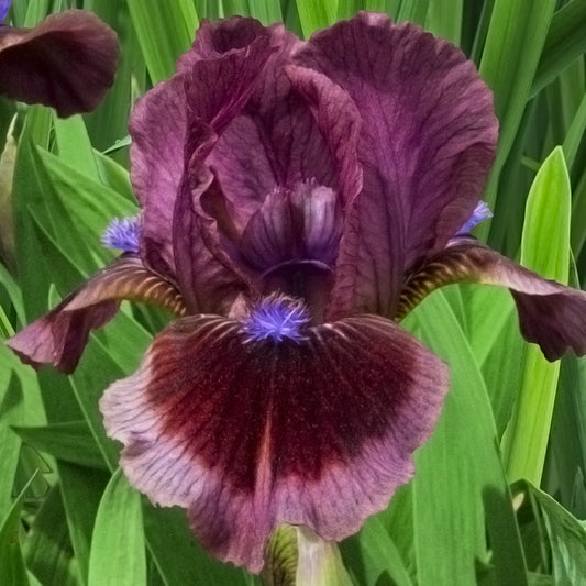 Iris Germanica Cats Eye Iris species Growing Bonsai Seeds Flower Plant Bulbs Roots Rhizomes Corms Tubers Potted Planting Reblooming Fragrant Garden