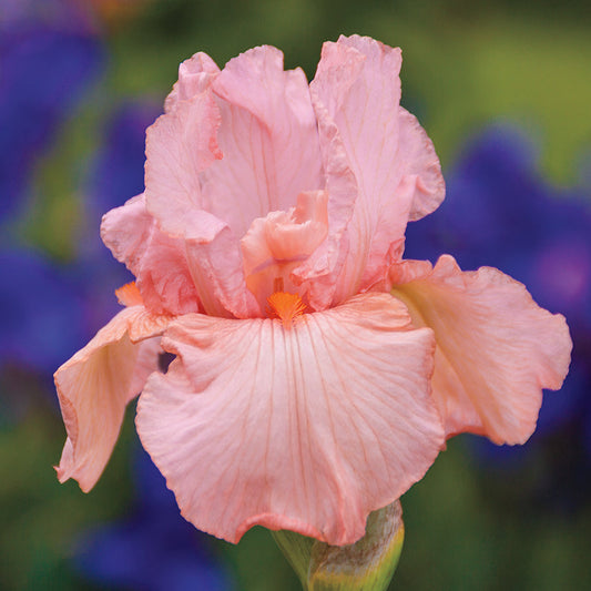 Iris Germanica Pink Attraction Iris species Growing Bonsai Seeds Flower Plant Bulbs Roots Rhizomes Corms Tubers Potted Planting Reblooming Fragrant Garden
