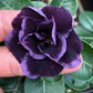 Dark Purple Desert Rose Seedlings Flower Seeds Perennial Growing Bonsai Corms Tubers Potted Planting Reblooming Fragrant Garden Roots Rhizomes Species Blooms Plant Bulbs Gardening Tree