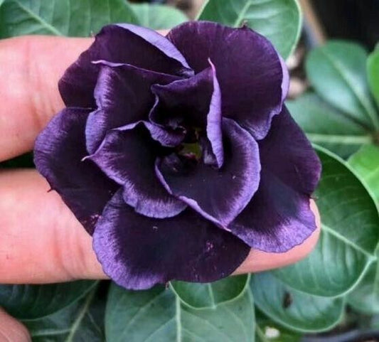 Dark Purple Desert Rose Seedlings Flower Seeds Perennial Growing Bonsai Corms Tubers Potted Planting Reblooming Fragrant Garden Roots Rhizomes Species Blooms Plant Bulbs Gardening Tree