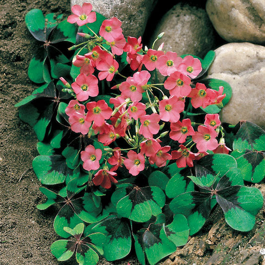 Oxalis Iron Cross