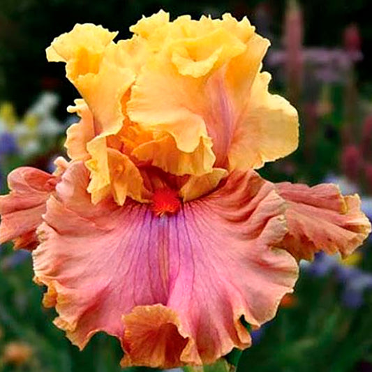 Iris Glamazon Iris species Growing Bonsai Flower Bulbs Roots Rhizomes Corms Tubers Potted Planting Reblooming Fragrant Garden Seeds Plant