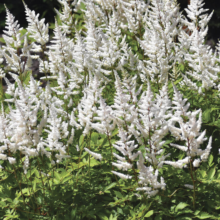 Astilbe White Gloria
