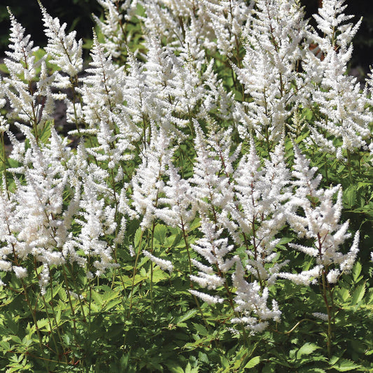 Astilbe White Gloria