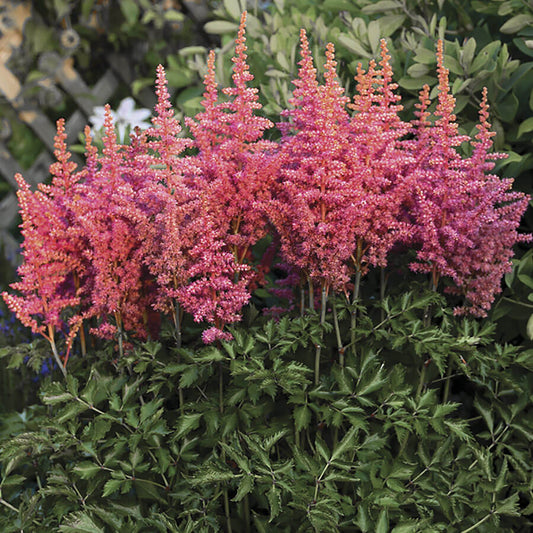 Astilbe Rise and Shine