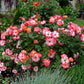 Betty Boop Rose Seedlings Flower Seeds Perennial Growing Bonsai Corms Tubers Potted Planting Reblooming Fragrant Garden Roots Rhizomes Species Blooms Plant Bulbs Gardening Tree