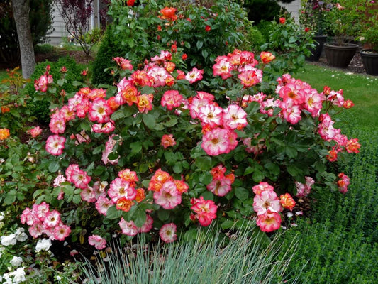 Betty Boop Rose Seedlings Flower Seeds Perennial Growing Bonsai Corms Tubers Potted Planting Reblooming Fragrant Garden Roots Rhizomes Species Blooms Plant Bulbs Gardening Tree
