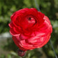 Red Ranunculus  Corms Bulbs Growing Bonsai Roots Rhizomes Tubers Potted Planting Reblooming Fragrant Garden Species Blooms Flower Seeds Plant Gardening