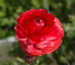 Red Ranunculus  Corms Bulbs Growing Bonsai Roots Rhizomes Tubers Potted Planting Reblooming Fragrant Garden Species Blooms Flower Seeds Plant Gardening