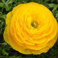 Yellow Ranunculus  Corms Bulbs Growing Bonsai Roots Rhizomes Tubers Potted Planting Reblooming Fragrant Garden Species Blooms Flower Seeds Plant Gardening