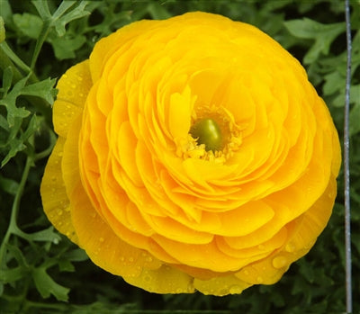 Yellow Ranunculus  Corms Bulbs Growing Bonsai Roots Rhizomes Tubers Potted Planting Reblooming Fragrant Garden Species Blooms Flower Seeds Plant Gardening