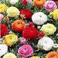 Ranunculus Mix Corms Bulbs Growing Bonsai Roots Rhizomes Tubers Potted Planting Reblooming Fragrant Garden Species Blooms Flower Seeds Plant Gardening