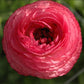 Ranunculus Pink Corms Bulbs Growing Bonsai Roots Rhizomes Tubers Potted Planting Reblooming Fragrant Garden Species Blooms Flower Seeds Plant Gardening