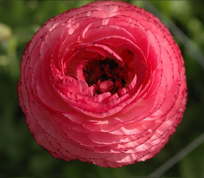 Ranunculus Pink Corms Bulbs Growing Bonsai Roots Rhizomes Tubers Potted Planting Reblooming Fragrant Garden Species Blooms Flower Seeds Plant Gardening