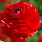 Red Ranunculus Corms Bulbs Persian Buttercup Growing Bonsai Roots Rhizomes Tubers Potted Planting Reblooming Fragrant Garden Species Blooms Flower Seeds Plant Gardening