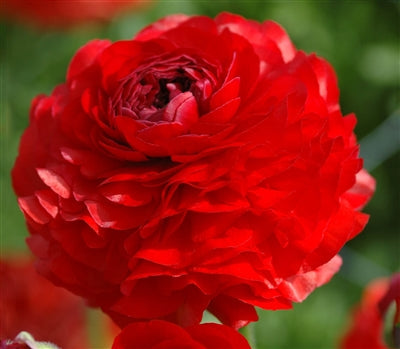 Red Ranunculus Corms Bulbs Persian Buttercup Growing Bonsai Roots Rhizomes Tubers Potted Planting Reblooming Fragrant Garden Species Blooms Flower Seeds Plant Gardening