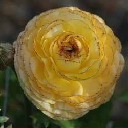Yellow Ranunculus Bulbs Corms Growing Bonsai Roots Rhizomes Tubers Potted Planting Reblooming Fragrant Garden Species Blooms Flower Seeds Plant Gardening